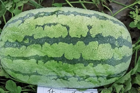 西瓜只為夏天而生嗎？